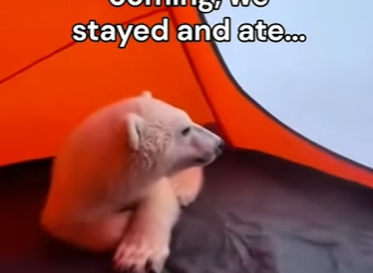 P2712002 Man saves bear cub at last second (Part 2)