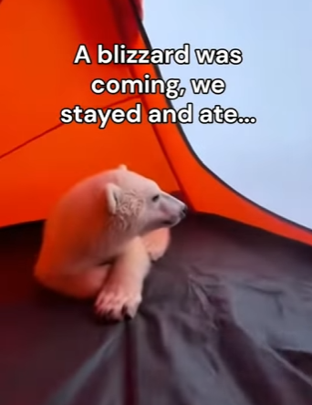 P2712002 Man saves bear cub at last second (Part 2)