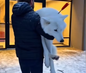 P2712013 Helped injured Wolf Rescue Her Pup See What Happened Next (Part 2)