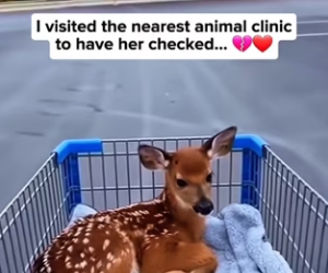 P2712011 Wasn Expecting Viral Encounter Brave Little Deer (Part 2)