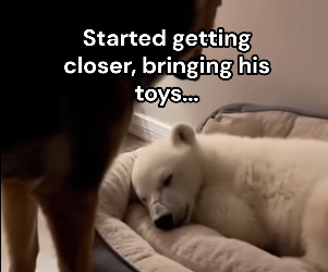 P2712007 Polar bear cub entered through dog door! (Part 2)