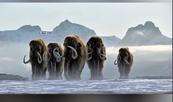 E2612003 La caza del mamut Supervivencia en la era glacial (Parte 2)