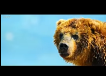 E2712001 El Gran Banquete Salmones Osos Pardos en su Danza Anual de Supervi (Parte 2)