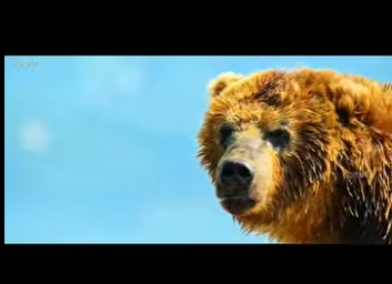 E2712001 El Gran Banquete Salmones Osos Pardos en su Danza Anual de Supervi (Parte 2)