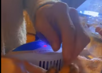 R3412007 Rescate de mirlos (Parte 2)