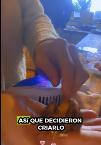 R3412007 Rescate de mirlos (Parte 2)