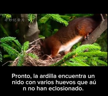 E2712009 Ardillas Una Odisea de Supervivencia Maternal (Parte 2)