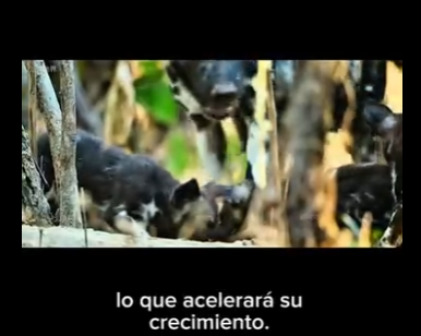 E2712002 Perros Salvajes Supervivencia Unidad en la Pradera Africana (Parte 2)
