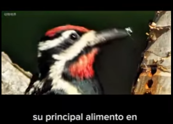 E2712006 La Ardilla Supervivencia Resiliencia en el Bosque (Parte 2)