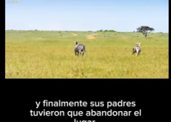 E2712018 Guepardos La Dura Escuela de la Supervivencia en la Sabana (Parte 2)