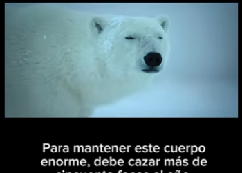 E2712007 Supervivencia en el Hielo La Cacería del Oso Polar (Parte 2)