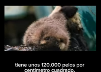 E2712014 El Amor Maternal en las Aguas de Monterey La Historia de una Nutri (Parte 2)