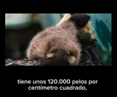 E2712014 El Amor Maternal en las Aguas de Monterey La Historia de una Nutri (Parte 2)