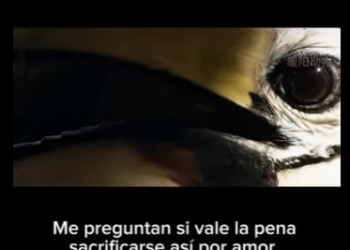 E2712012 Amor Sin Límites El Sacrificio Maternal de un Cálao (Parte 2)