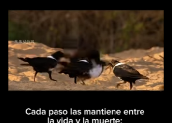 E2712016 La Travesía Mortal Supervivencia de una Tortuga Marina Recién Nacid (Parte 2)