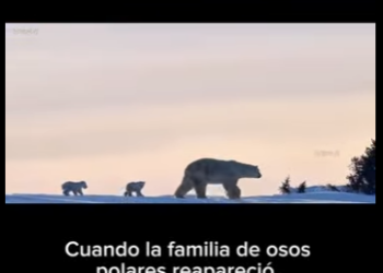 E2712013 Supervivencia Polar La Lucha Materna de una Osa en el Ártico (Parte 2)