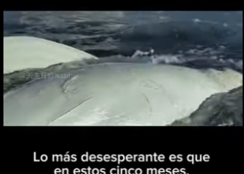 E2712020 Supervivencia en el Hielo El Delicado Equilibrio del Ártico Hablam (Parte 2)