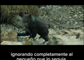 E2712017 Parte Amistad Inesperada El Osezno el Oso Gris Hablamos sobre (Parte 2)