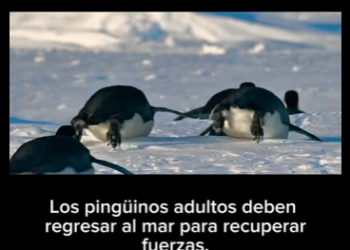 E2712004 El Viaje del Pequeño Pingüino Supervivencia en la Antártida (Parte 2)