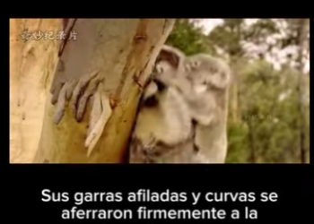 E2712003 Koalas Supervivencia en un Mundo Cambiante (Parte 2)