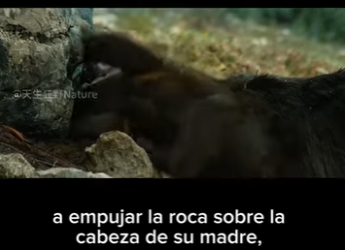 E2712019 PARTE Amistad Inesperada El Osezno el Oso Gris Hablamos sobre (Parte 2)