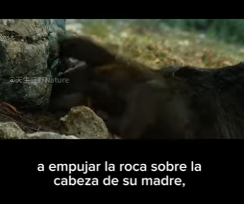 E2712019 PARTE Amistad Inesperada El Osezno el Oso Gris Hablamos sobre (Parte 2)