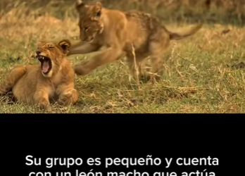 E2712010 Hermanas Leonas Un Viaje de Supervivencia Esperanza Hablamos sob (Parte 2)