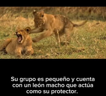 E2712010 Hermanas Leonas Un Viaje de Supervivencia Esperanza Hablamos sob (Parte 2)