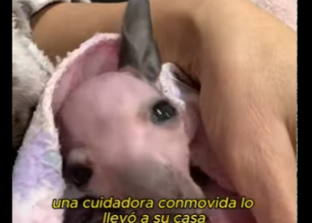 A2712008 Rescue Kagaroo (Part 2)