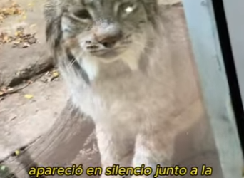 A2712011 lynx was caught in mousetrap (Part 2)