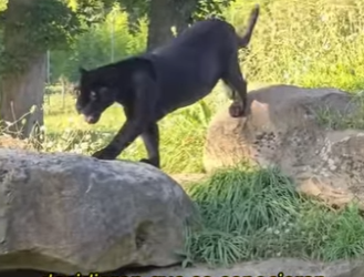 A2712014 Sabes cómo son los hijos de la Pantera Negra el Leopardo de las (Part 2)