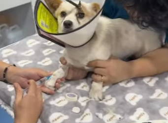 A2712007 Su cabeza fue cortada perforada (Part 2)