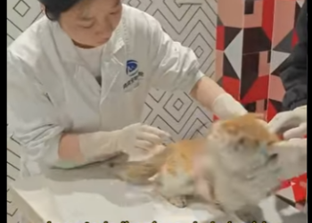 A2712012 Que Dios bendiga todos los gatos (Part 2)