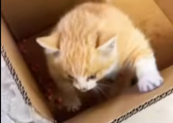 A2712013 Have you ever seen muscular cat (Part 2)