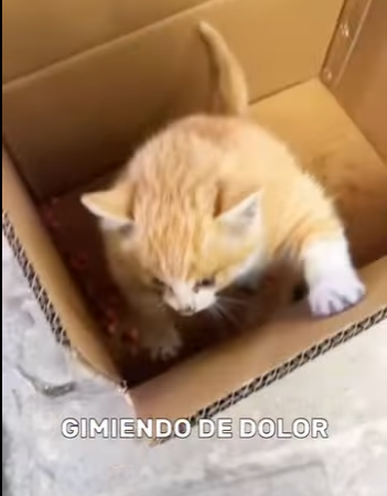 A2712013 Have you ever seen muscular cat (Part 2)