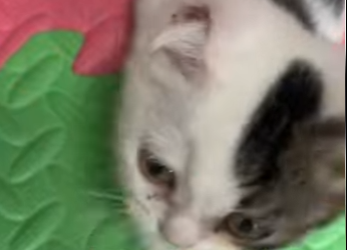 A2712009 Crees que la niña estaría dispuesta ayudar al gatito hacer una (Part 2)