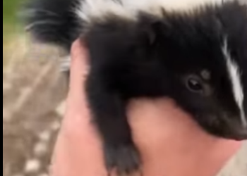 A2712002 Zorrillo de rescate (Part 2)