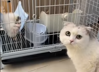 A2712010 cat thought his friend was dead (Part 2)