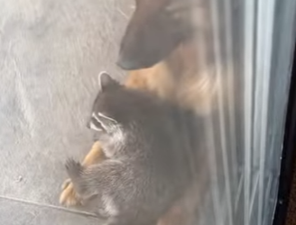 A2712004 Rescatar mapaches (Part 2)