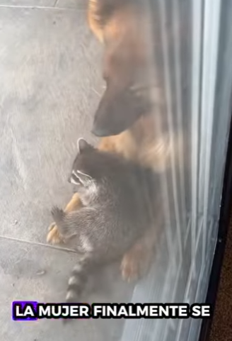 A2712004 Rescatar mapaches (Part 2)