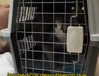 A2712005 rescued poor cat (Part 2)