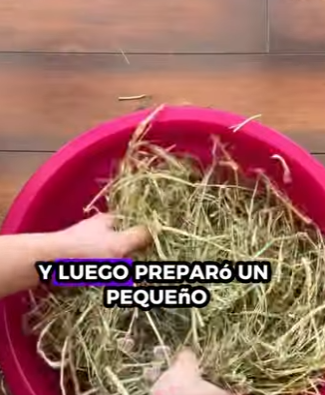 A2712001 Rescatar al hipopótamo (Part 2)