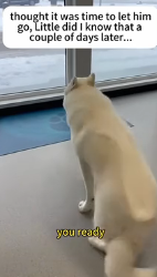 E2412010 wolf jumped car in front (Part 2)