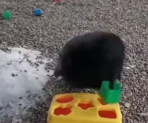 G2712014 Estos Son los Animales Más Inteligentes del Reino Animal (Parte 2)