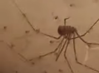 G2712009 Los Animales Más Peligrosos de Sudamérica parte (Parte 2)