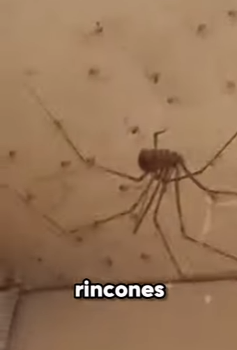 G2712009 Los Animales Más Peligrosos de Sudamérica parte (Parte 2)