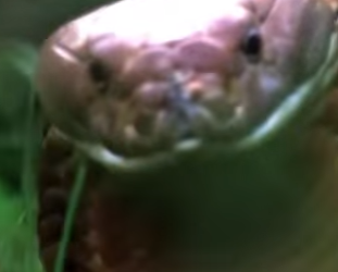 G2712005 Los Animales Más Peligrosos de Asia (Parte 2)