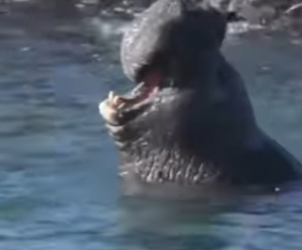 G2712010 Los Animales Más Peligrosos de la Antártida (Parte 2)