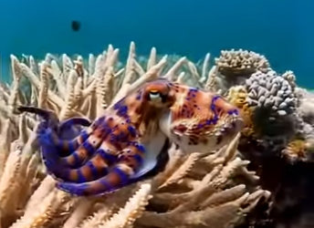 G2712008 Los Animales Más Peligrosos de México (Parte 2)