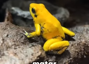 G2712012 Los Animales Más Peligroso de Sudamérica (Parte 2)